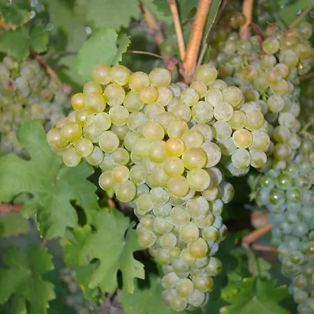 Zum Kapuziner شقة بويزدورف