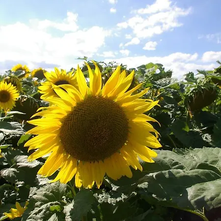 Zum Kapuziner Apartment Poysdorf