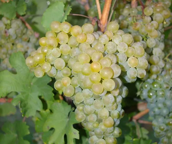 Zum Kapuziner Lejlighed Poysdorf